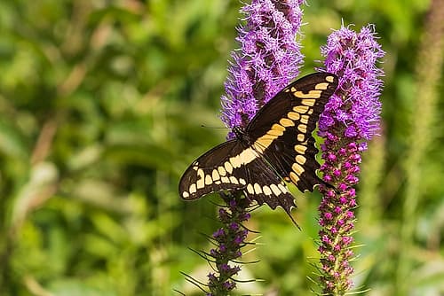 Giant Swallowtail on Prairie blazing star-Rock Cave Nature Preserve-Effingham County-Illinois Art Print